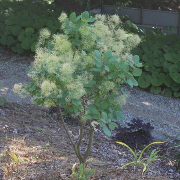 画像4: スモークツリー・ブランシュシュ　9cmポット苗 (4)