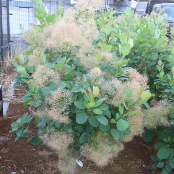 画像6: スモークツリー・ブランシュシュ　9cmポット苗 (6)