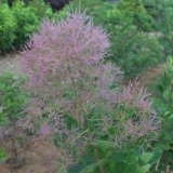 スモークツリー - Web-Garden 花光園