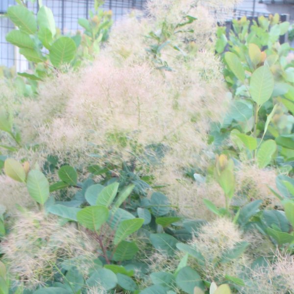 画像5: スモークツリー・ブランシュシュ　9cmポット苗 (5)