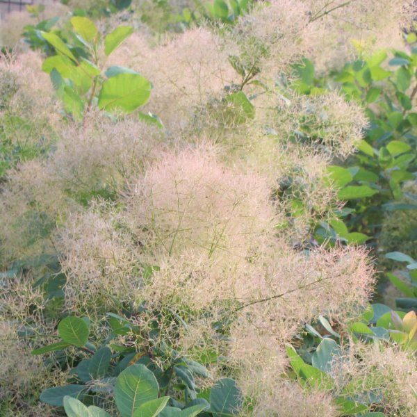 画像2: スモークツリー・ブランシュシュ　9cmポット苗 (2)