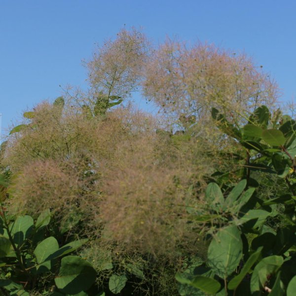 画像9: スモークツリー・ブランシュシュ　9cmポット苗 (9)