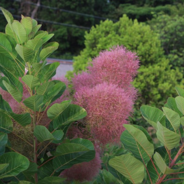 画像3: スモークツリー・マロンシュシュ　9cmポット苗 (3)