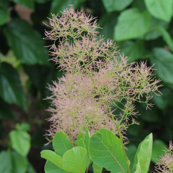 画像3: スモークツリー・ロゼシュシュ　9cmポット苗 (3)