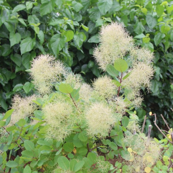 画像7: スモークツリー・ブランシュシュ　9cmポット苗 (7)