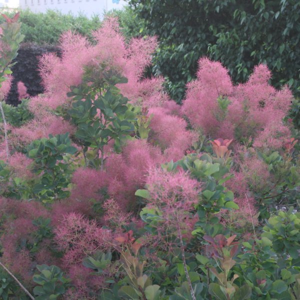 画像6: スモークツリー・ルビーハート　9cmポット苗 (6)