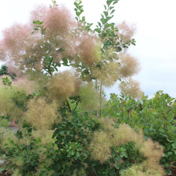 画像2: スモークツリー・シトロンシュシュ　9cmポット苗 (2)