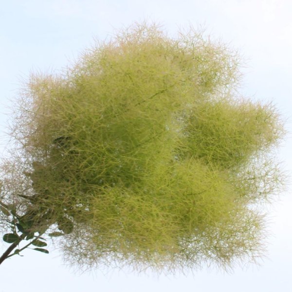 画像3: スモークツリー・シトロンシュシュ　9cmポット苗 (3)