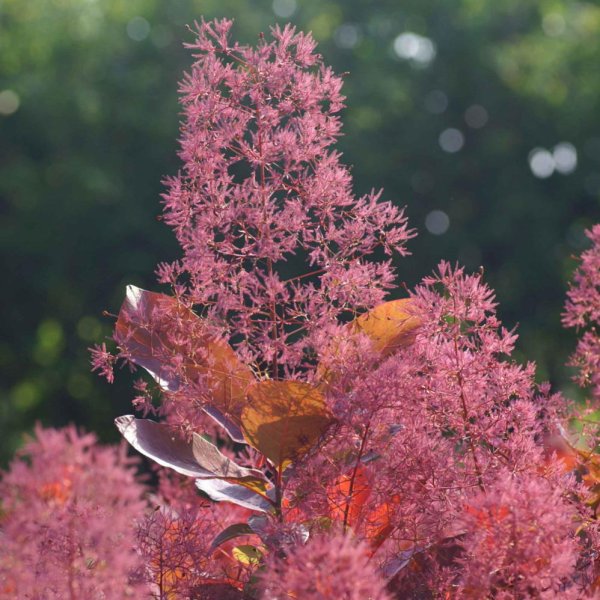 画像5: スモークツリー・グレース　9cmポット苗 (5)