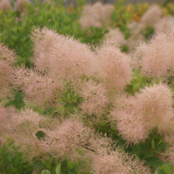 画像2: スモークツリー・ピンクボール　9ｃｍポット苗 (2)