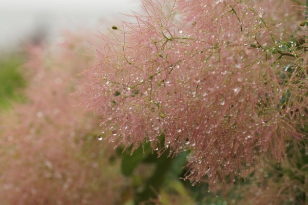 画像7: スモークツリー・ラブリーローズ　9cmポット (7)