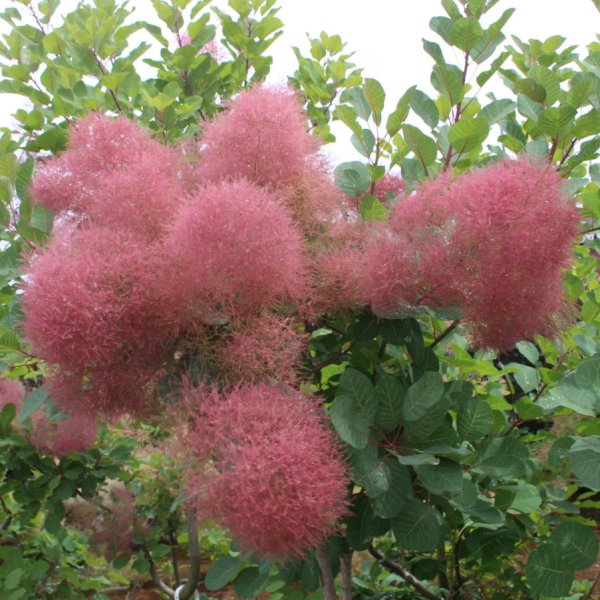 画像1: スモークツリー・ルージュシュシュ　9cmポット苗 (1)