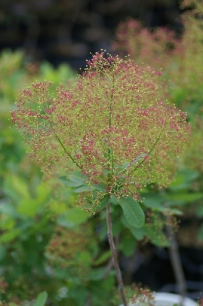 画像7: スモークツリー・ベストピンク　9cmポット苗 (7)