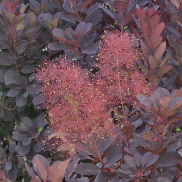 画像2: スモークツリー・ベルベットクローク　9cmポット苗 (2)