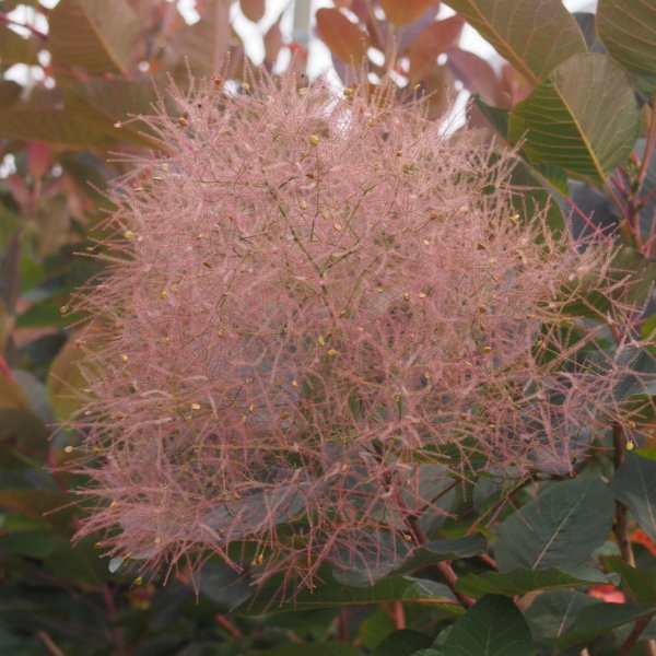 画像8: スモークツリー・グレース　9cmポット苗 (8)