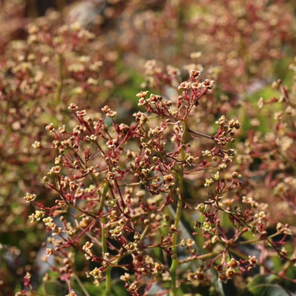 画像8: スモークツリー・ルビーハート　9cmポット苗 (8)