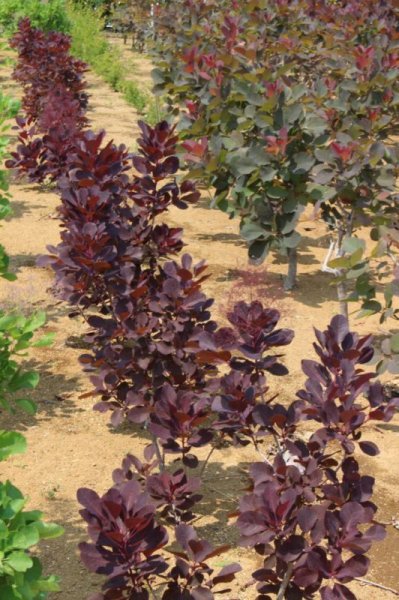 画像8: スモークツリー・ベルベットクローク　9cmポット苗 (8)