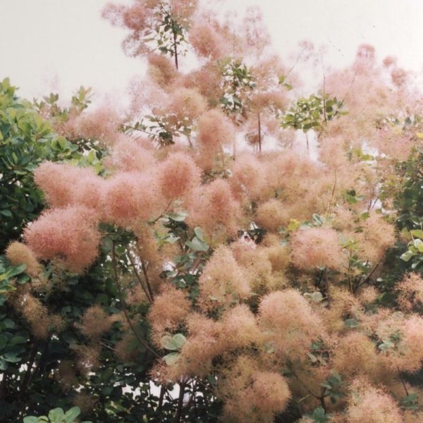 画像8: スモークツリー・ピンクボール　9ｃｍポット苗 (8)