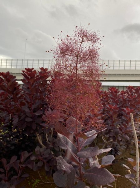 画像7: スモークツリー・ベルベットクローク　9cmポット苗 (7)