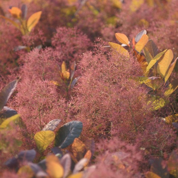 画像2: スモークツリー・グレース　9cmポット苗 (2)