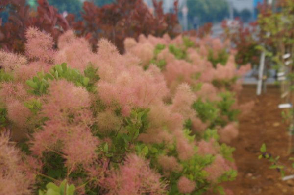 画像8: スモークツリー・ベストピンク　9cmポット苗 (8)