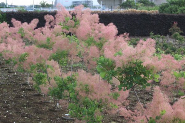 画像9: スモークツリー・ベストピンク　9cmポット苗 (9)