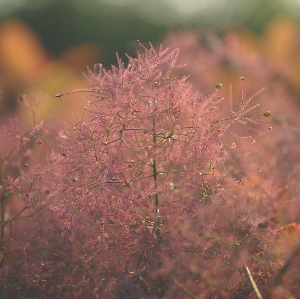 画像7: スモークツリー・グレース　9cmポット苗 (7)