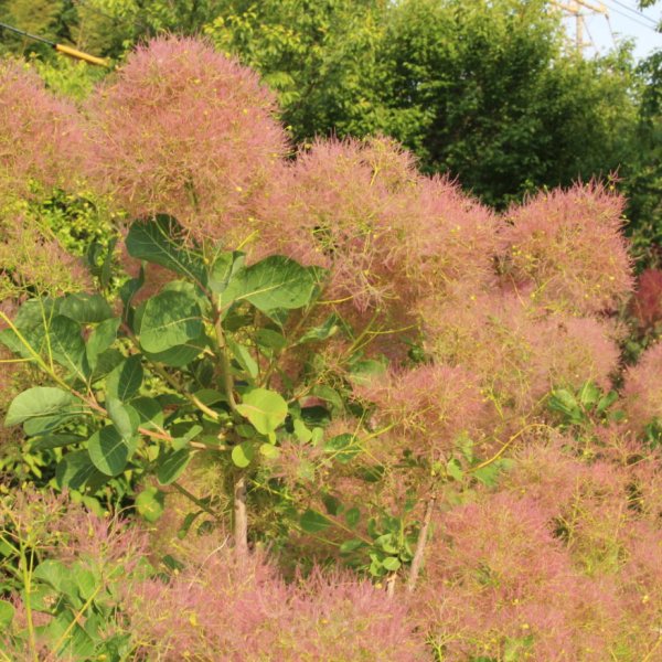 画像5: スモークツリー・ピンクボール　9ｃｍポット苗 (5)