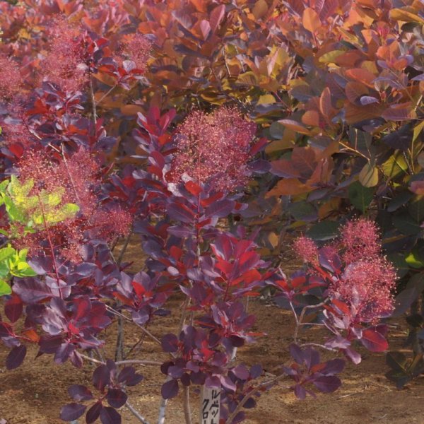 画像6: スモークツリー・ベルベットクローク　9cmポット苗 (6)