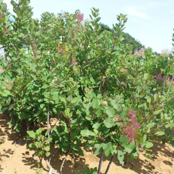 画像5: スモークツリー・ルージュシュシュ　9cmポット苗 (5)