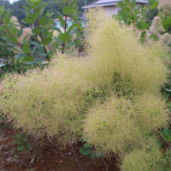 画像9: スモークツリー・シトロンシュシュ　9cmポット苗 (9)