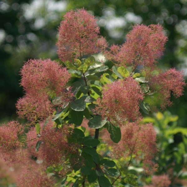 画像6: スモークツリー・ラブリーローズ　9cmポット (6)