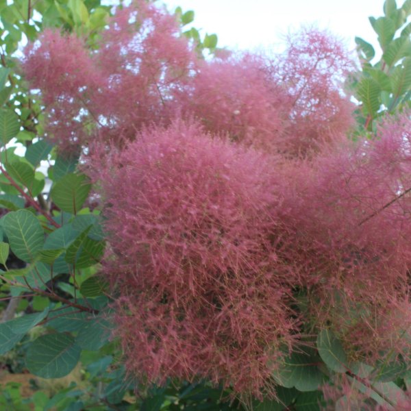 画像7: スモークツリー・ルージュシュシュ　9cmポット苗 (7)