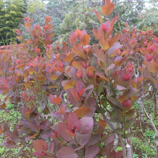 画像9: スモークツリー・グレース　9cmポット苗 (9)