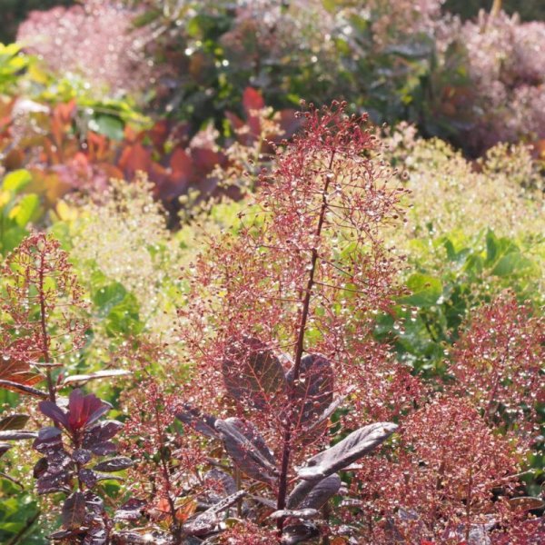 画像5: スモークツリー・ベルベットクローク　9cmポット苗 (5)