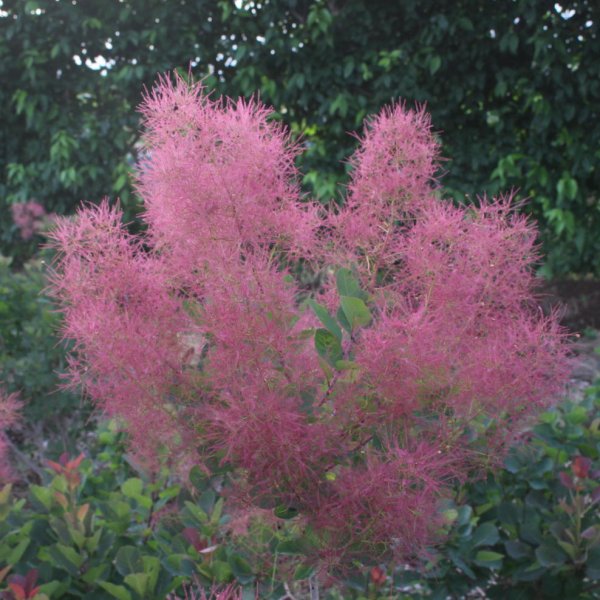 画像7: スモークツリー・ルビーハート　9cmポット苗 (7)