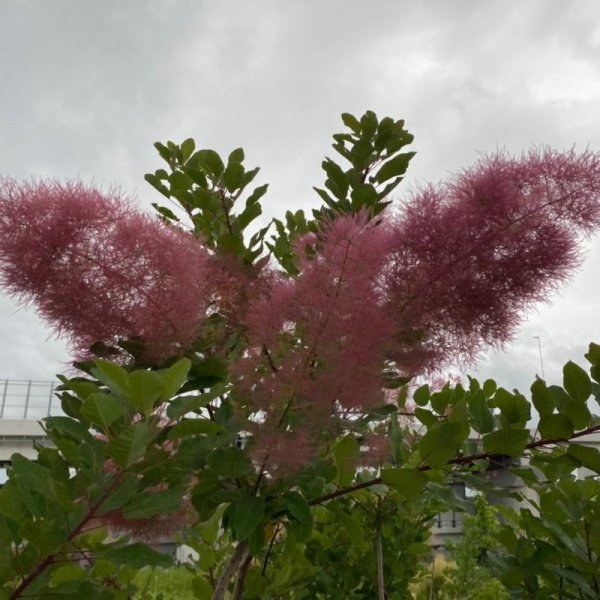 画像3: スモークツリー・ルージュシュシュ　9cmポット苗 (3)