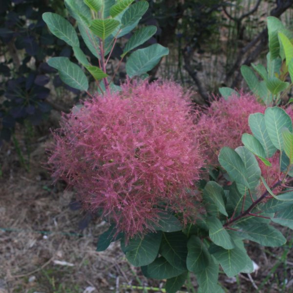 画像2: スモークツリー・ルージュシュシュ　9cmポット苗 (2)