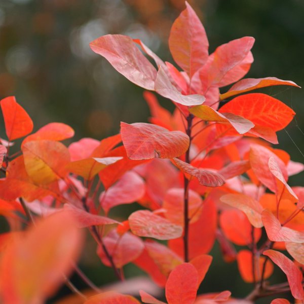 画像6: スモークツリー・グレース　9cmポット苗 (6)