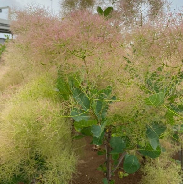画像5: スモークツリー・シトロンシュシュ　9cmポット苗 (5)