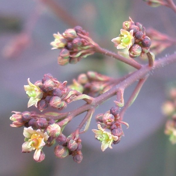 画像4: スモークツリー・グレース　9cmポット苗 (4)