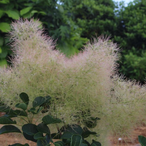 画像5: スモークツリー・パステルシュシュ　9cmポット苗 (5)