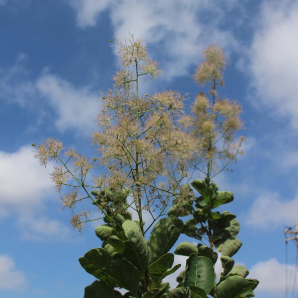 画像8: スモークツリー・パステルシュシュ　9cmポット苗 (8)