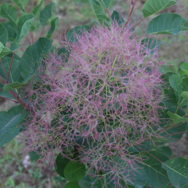 画像3: スモークツリー・パステルシュシュ　9cmポット苗 (3)