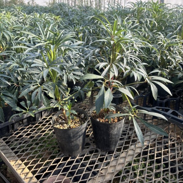 画像6: 原種クリスマスローズ フェチダス12cmロングポット (6)