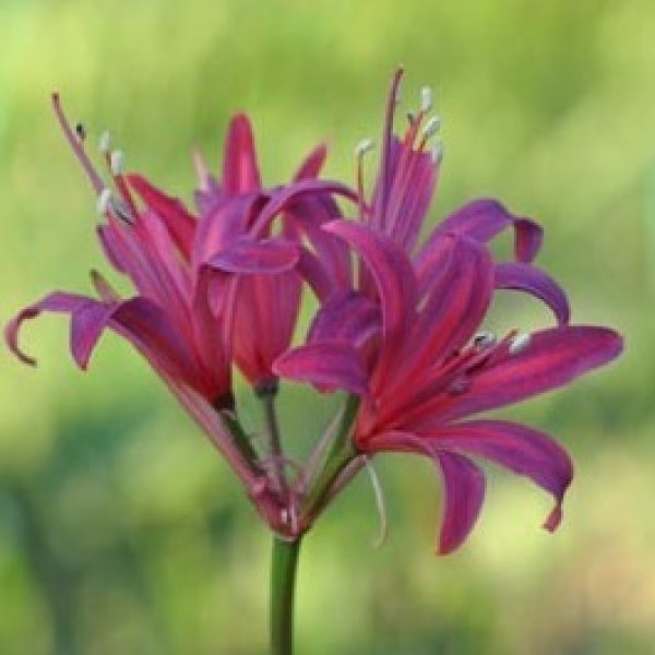 画像2: ネリネ　金時 (2)