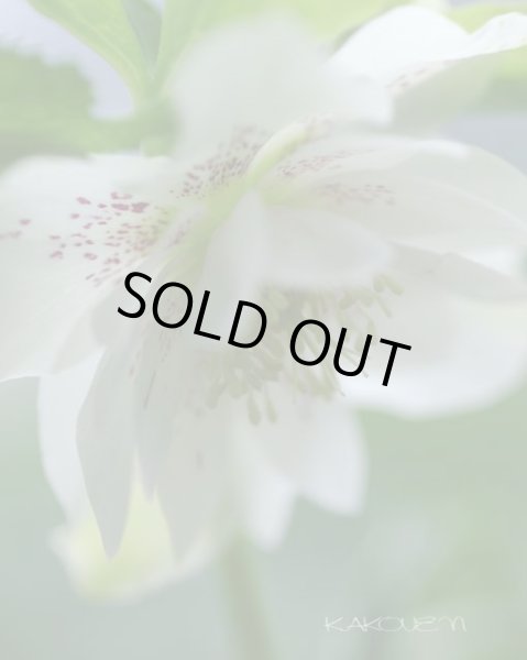 画像2: クリスマスローズ　オリエンタリス　ダブル白花9cmポット (2)