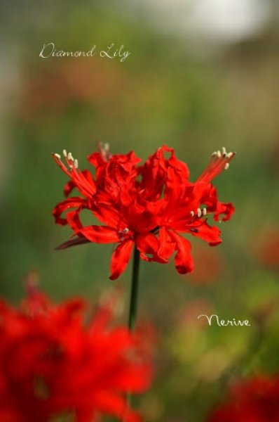 ネリネ 足柄 Web Garden 花光園