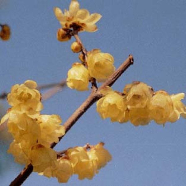 画像5: 素芯ロウバイ3号ポット苗 (5)