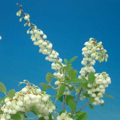 すずらんの木「ゼノビア・ブルースカイ」 12cmポット - Web-Garden 花光園